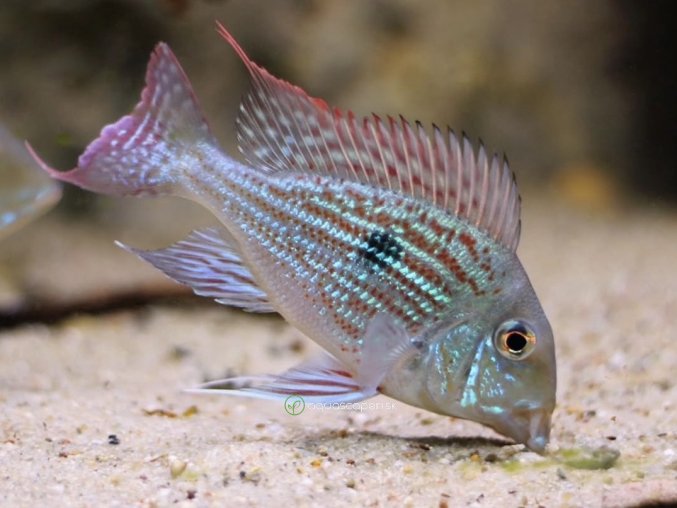Perleťovka venezuelská - Geophagus winemilleri