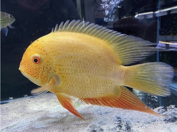 Kančík červenooký zlatý -Heros / severum gold