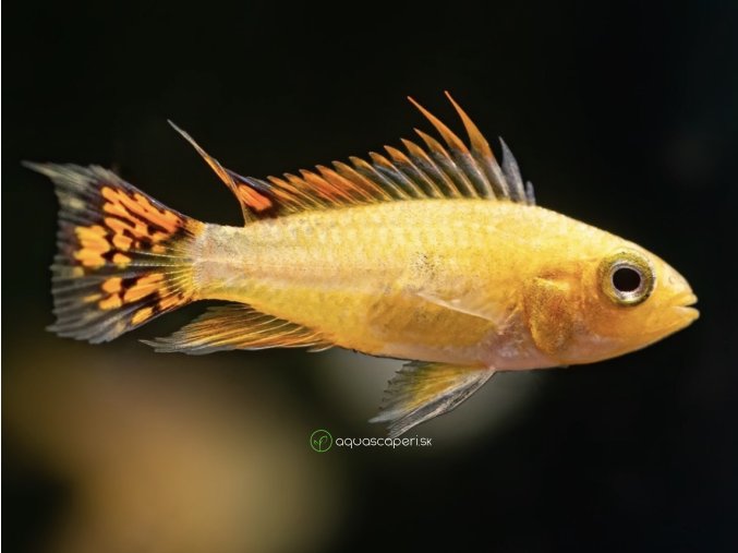 Cichlidka kakadu Zlátá - Apistogramma / cacatuoides gold
