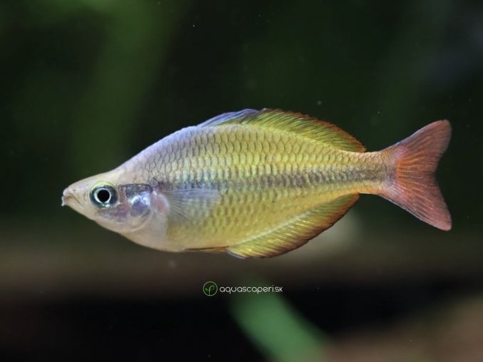 Aterínka Herberaxelrodová - Melanotaenia / herbertaxelrodi