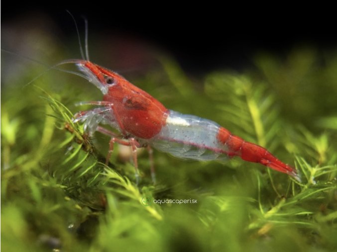Neocaridina Davidi Red Rili
