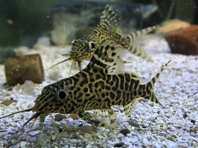 Perovec Škvrnitý - Synodontis Eupterus