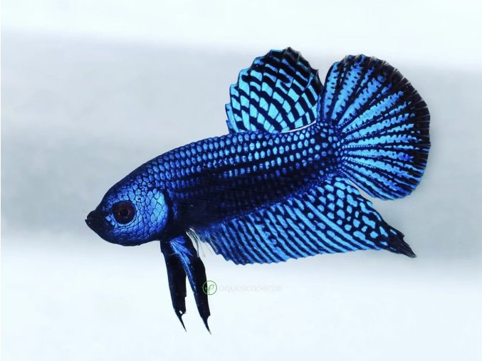 Bojovnica samec – Alien Blue