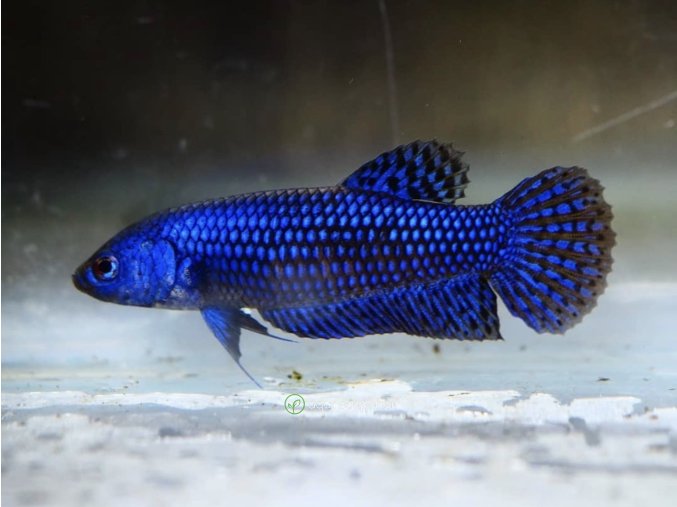 Bojovnica Samica – Alien Blue