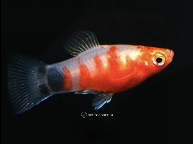 Plata škvrnitá "krvácajúce srdce" - Xiphophorus maculatus "Bleeding Heart“