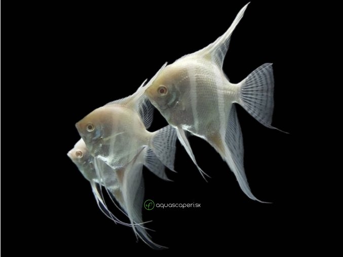 056F53ED DBB0 47A9 A5EC 3A9BF6057BA9