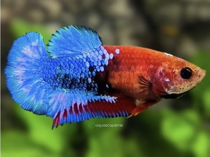 Bojovnica samica - plakat Hellboy red