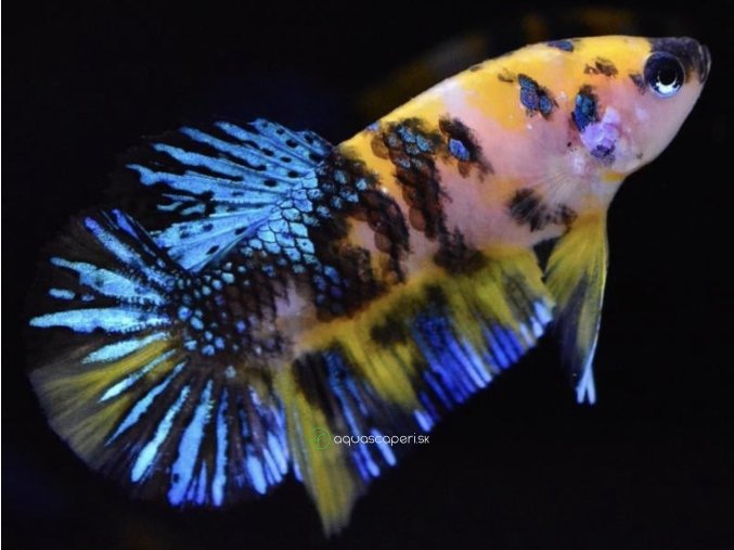 Bojovnica Samec - Plakat Fancy