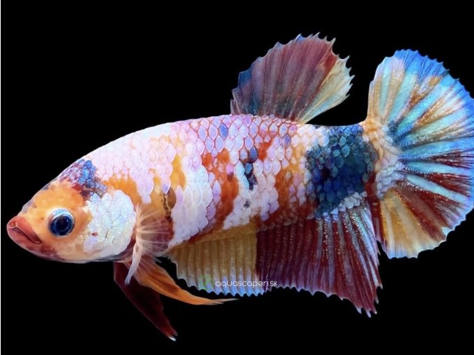 Bojovnica samica - plakat Fancy