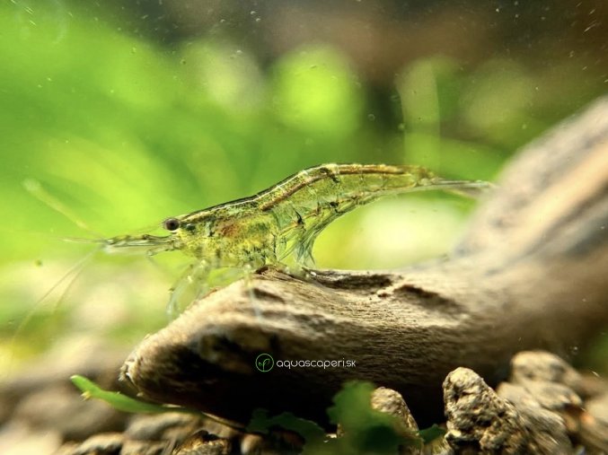 Neocaridina - mix z vyradenej selekcie