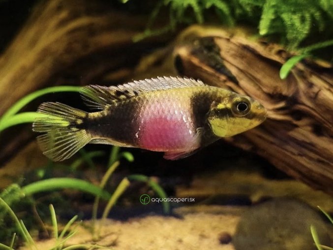 Ostriežik Matadi - Pelvicachromis / subocelatus matadi