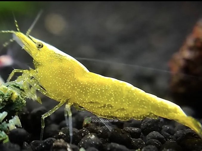 Neocaridina Davidi Yellow Fire