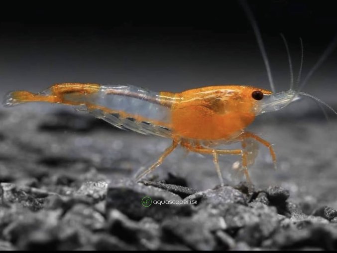 Neocaridina Davidi Orange Rili