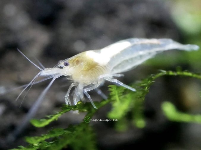 Neocaridina davidi White pearl