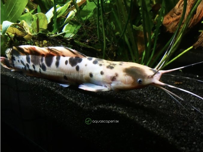 Sumček Clarias - Clarias / batrachus albín