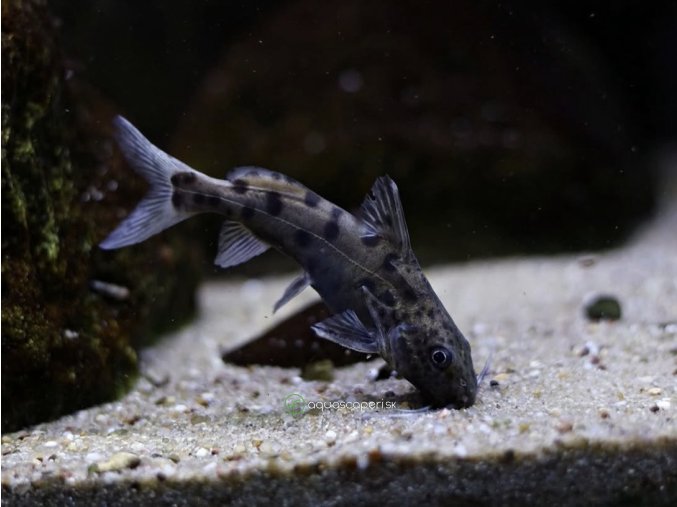 Perovec malawiský - Synodontis / njassae