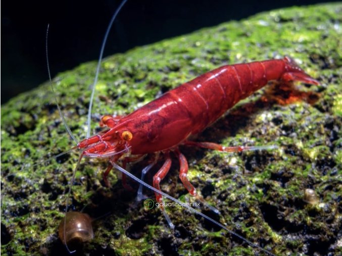 Neocaridina Davidi Bloody Mary Orange Eyes