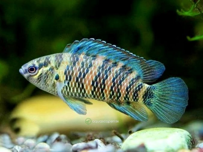 Ostnáč modrý - Badis / badis