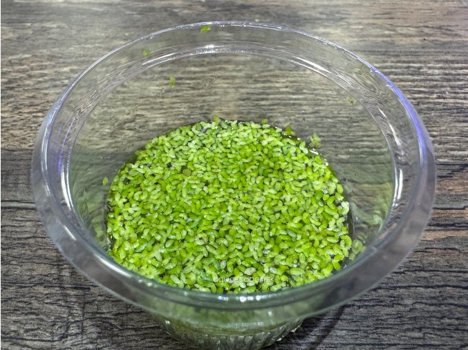 Žaburinka menšia - Lemna minor