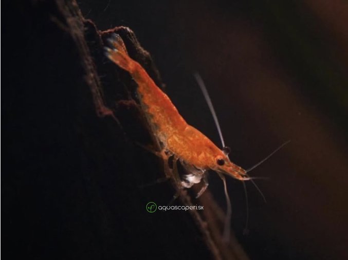 Neocaridina Davidi Orange Extreme