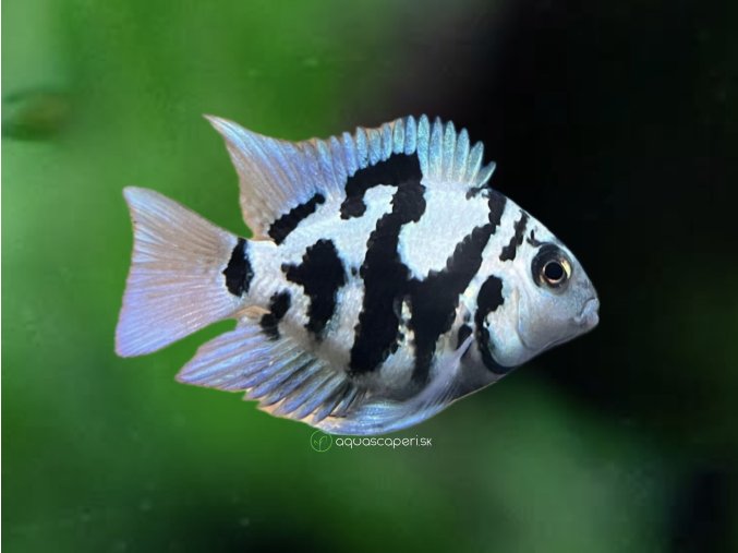 72ABCEAB 7A5E 4BE6 8F3D FD73B65551EA