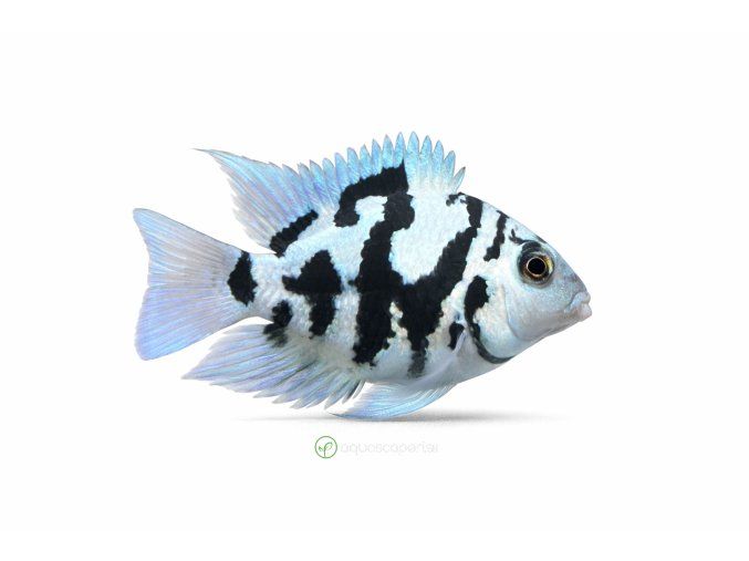 Modrý cichlíd Jack Dempsey