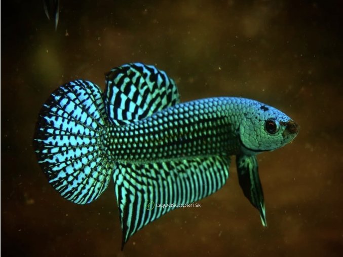 Bojovnica samec – Alien Green