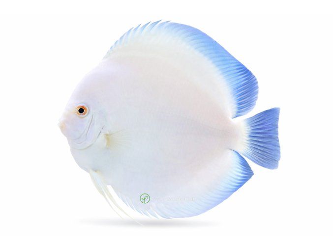 Biely diskus s modrými plutvami