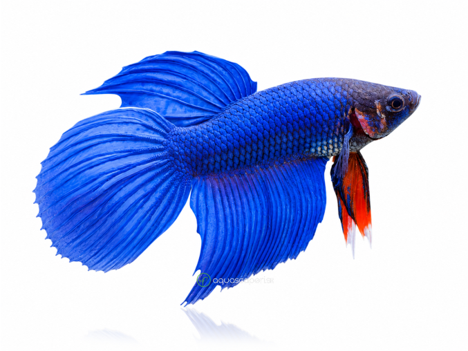 betta veil tail blue