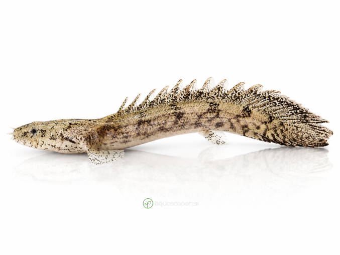 Bichira Endlicherova