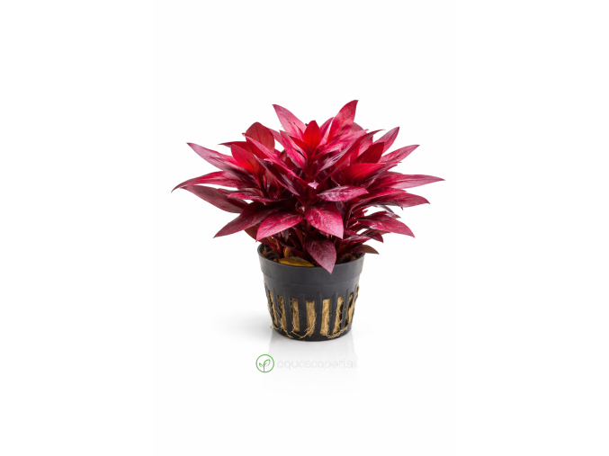 ChatGPT Image 16. 4. 2026, 15 03 18