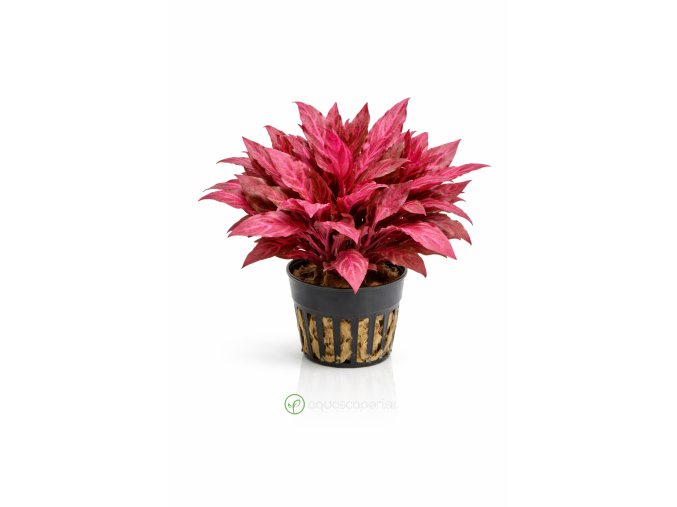 ChatGPT Image 16. 4. 2026, 15 07 05