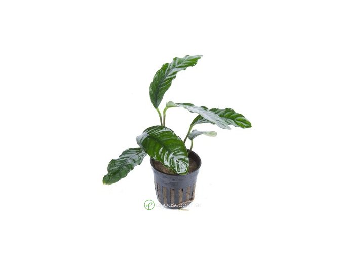 Anubias barteri 'Coffeefolia' (Delenie rastlín Tropica - Košík)