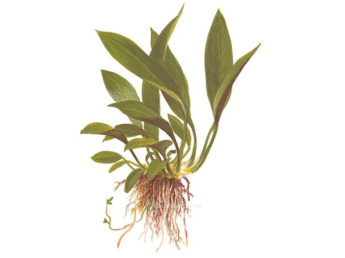 Anubias barteri var. angustifolia