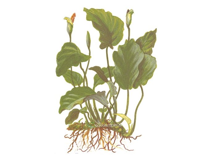 Anubias barteri var. barteri