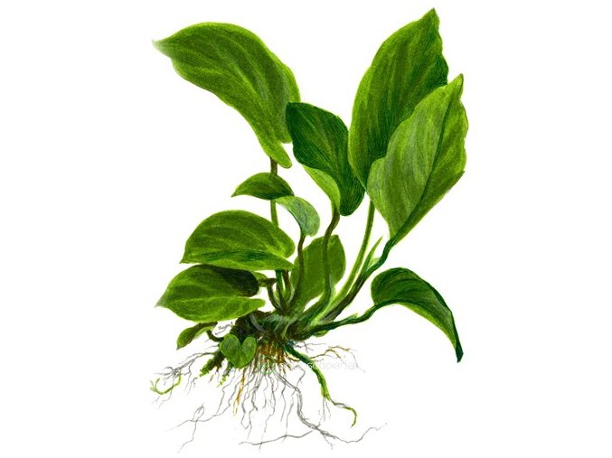 Anubias barteri var. caladiifolia (Delenie rastlín Tropica - XL košík)