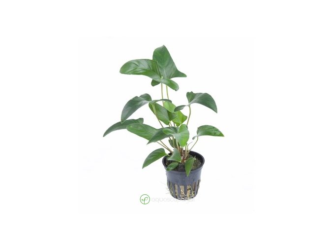 Anubias gracilis 3
