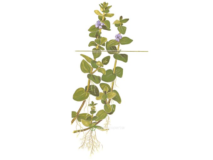 Bacopa caroliniana (Delenie rastlín Tropica - 1­2­GROW! ­ Laboratórne pestované rastliny)