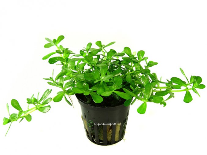 Bacopa 'Compact' (Delenie rastlín Tropica - košík v samostatnom balení)