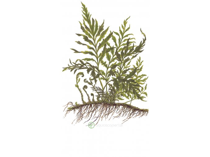Bolbitis heudelotii (Delenie rastlín Tropica - na dreve - XL)