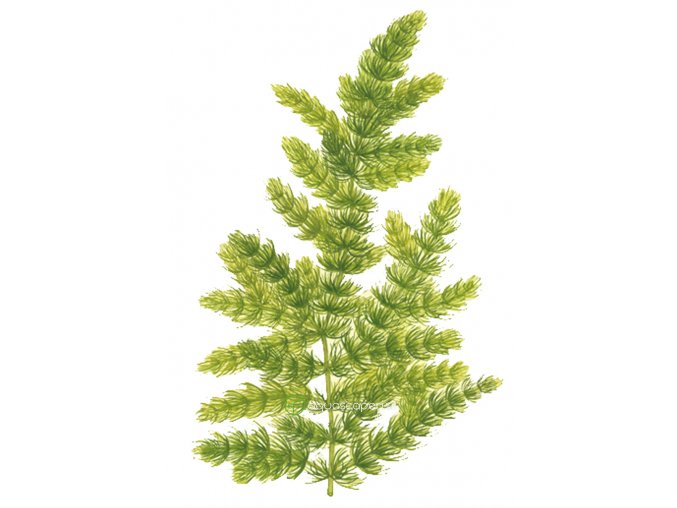 Ceratophyllum demersum 'Foxtail' (Delenie rastlín Tropica - porcia)