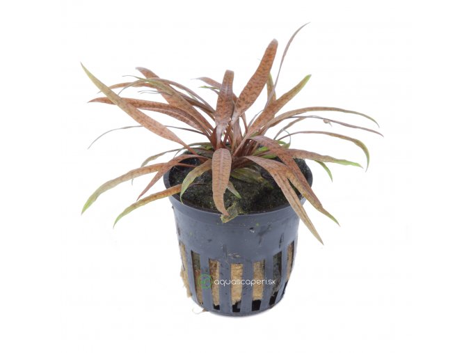 Cryptocoryne albida 'Brown' (Delenie rastlín Tropica - Košík)