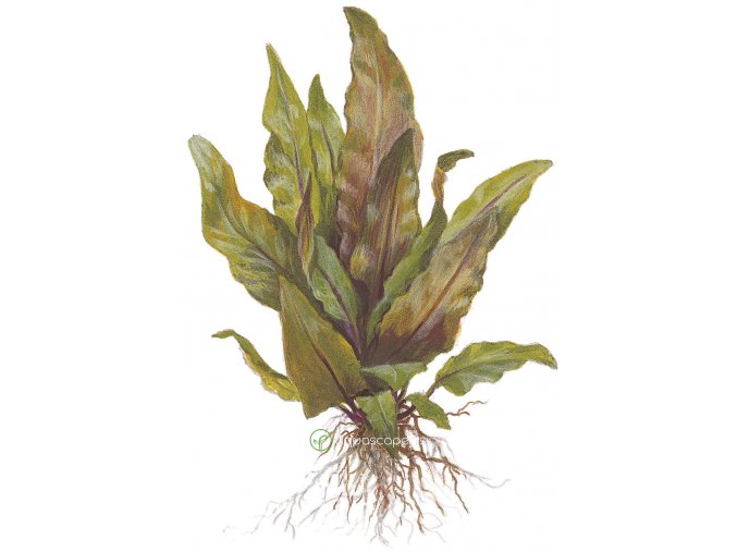 Cryptocoryne undulata 'Broad Leaves' (Delenie rastlín Tropica - Košík)
