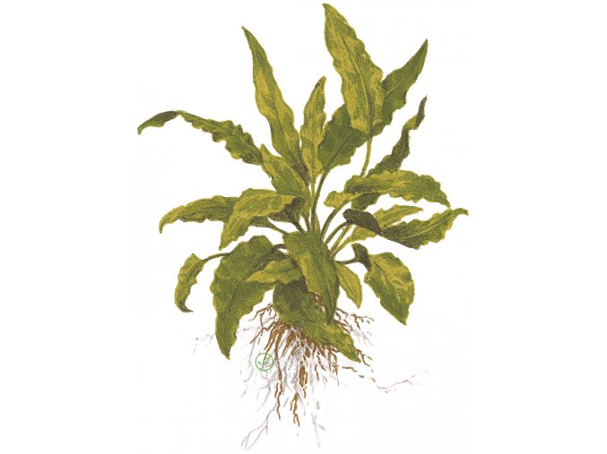 Cryptocoryne wendtii (Delenie rastlín Tropica - Košík)
