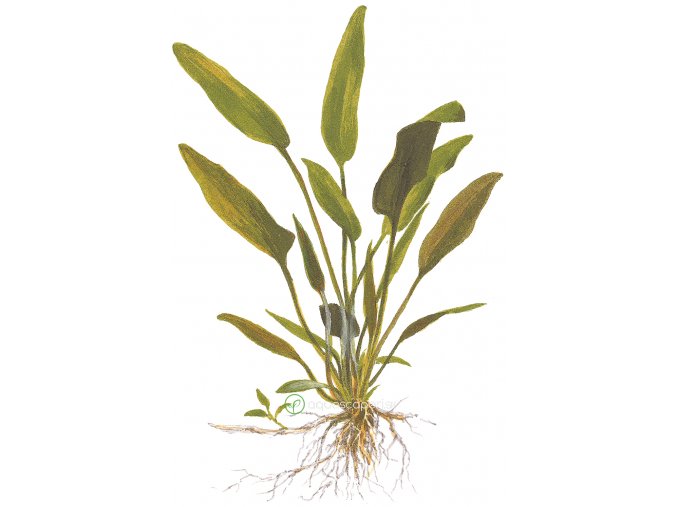 Cryptocoryne x willisii (Delenie rastlín Tropica - Košík)