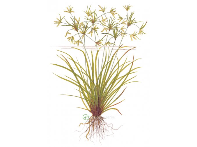 Cyperus helferi (Delenie rastlín Tropica - Košík)