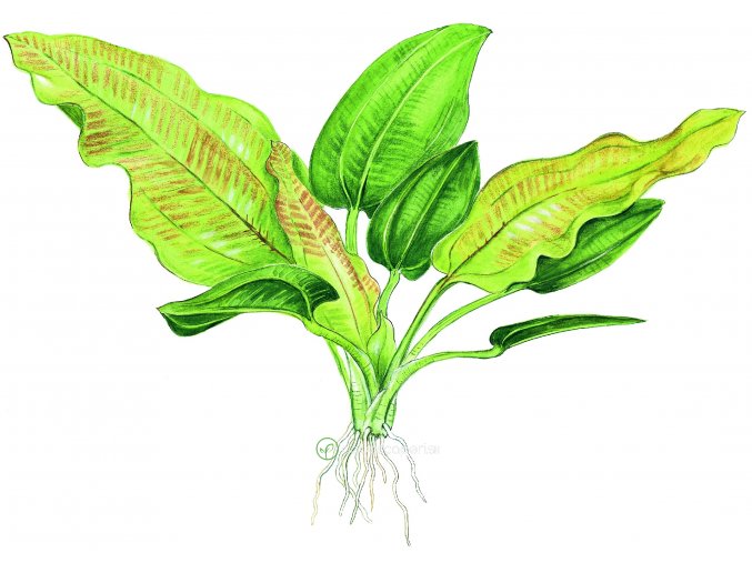 Echinodorus cordifolius 'Fluitans' (Delenie rastlín Tropica - Košík)