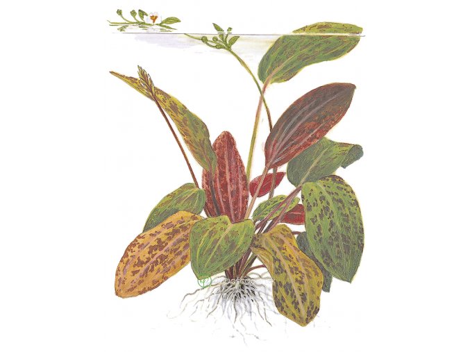Echinodorus 'Ozelot' (Delenie rastlín Tropica - XL košík)