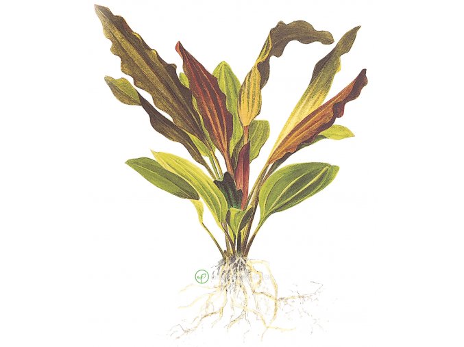 Echinodorus 'Rosé' (Delenie rastlín Tropica - XL košík)