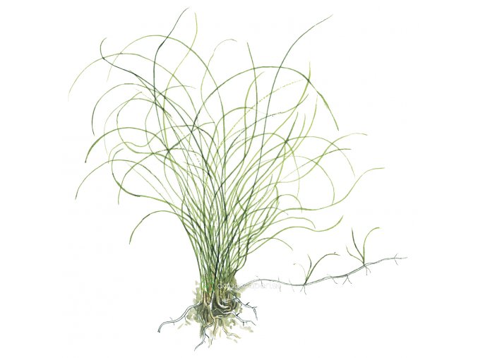 Eleocharis parvula (Delenie rastlín Tropica - Košík)